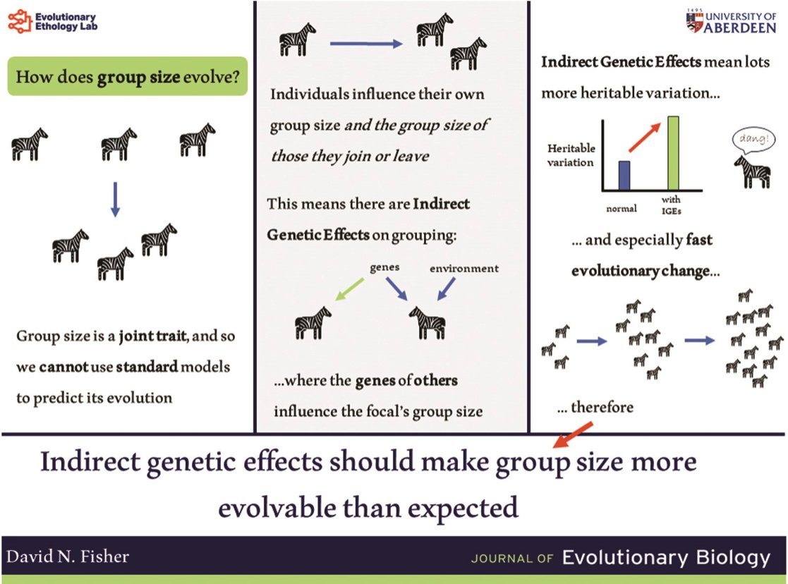 Indirect genetic effects will make group size surprisingly evolvable as individuals influence their own group size & the group size of others when they join/leave groups Therefore there are direct & indirect genetic effects for grouping @DFofFreedom 👉ow.ly/PUhN50R43qe
