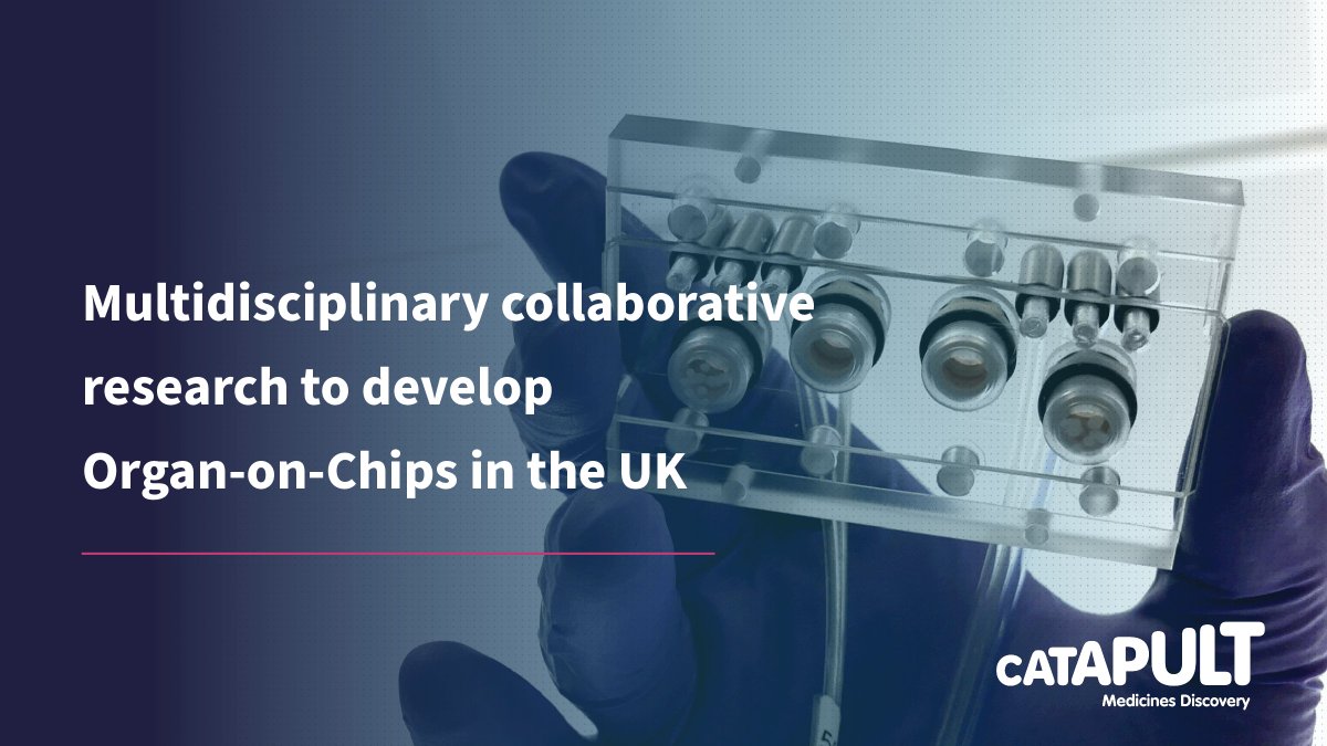 Organ-on-Chips are microfluidic devices which mimic the structure and function of human organs. #MDC alongside Professor Gautrot at @QMUL have collaborated to study responses in a controlled environment that can more accurately capture #HumanBiology. hubs.li/Q02r1Sh80