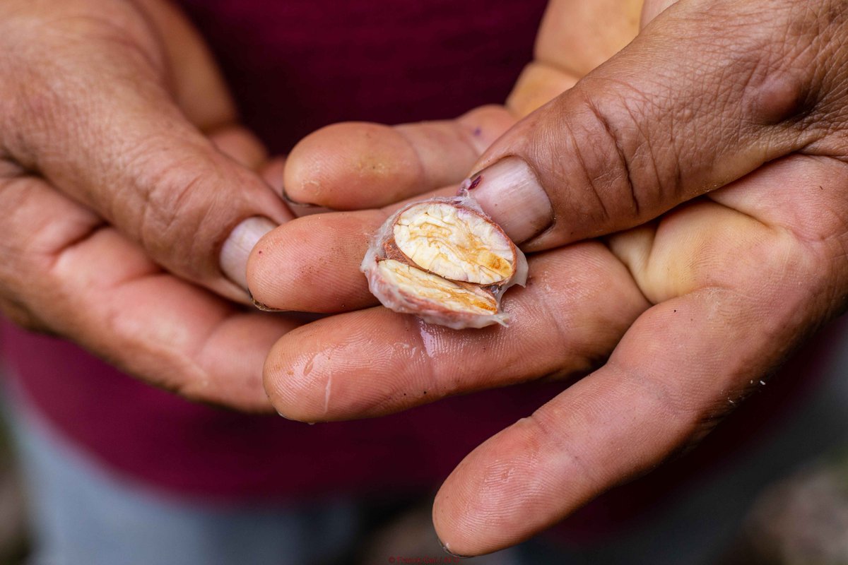 📸#JeudiPhoto : Selon vous, que voyez-vous sur cette photo et dans quelle région du monde a-t-elle été prise ? 🤫Petit indice : cette graine est utilisée pour produire un aliment sucré très apprécié... Répondez en commentaire et rendez-vous dans 24h pour la réponse⏱ !