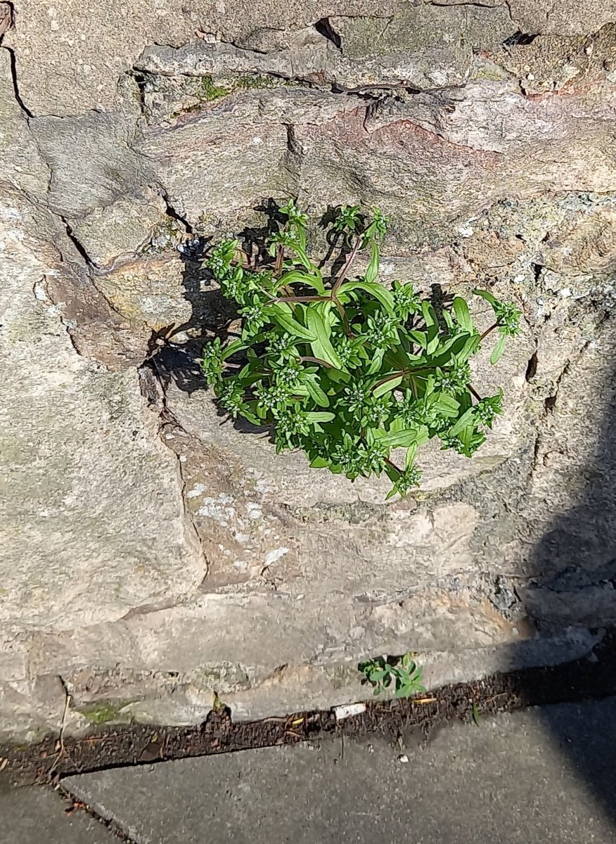 This week's #wallplant is Cornsalad on a wall in Colwyn Bay #InspiredByNature @Love_plants @BSBIbotany @BSBICymru @NearbyWild @WildFlowerSoc @WildaboutPlant @NatureUK @concretebotany @Urban_Nature_UK @LGSpace @morethanweeds @wildstreets_org  @WildflowerUrban