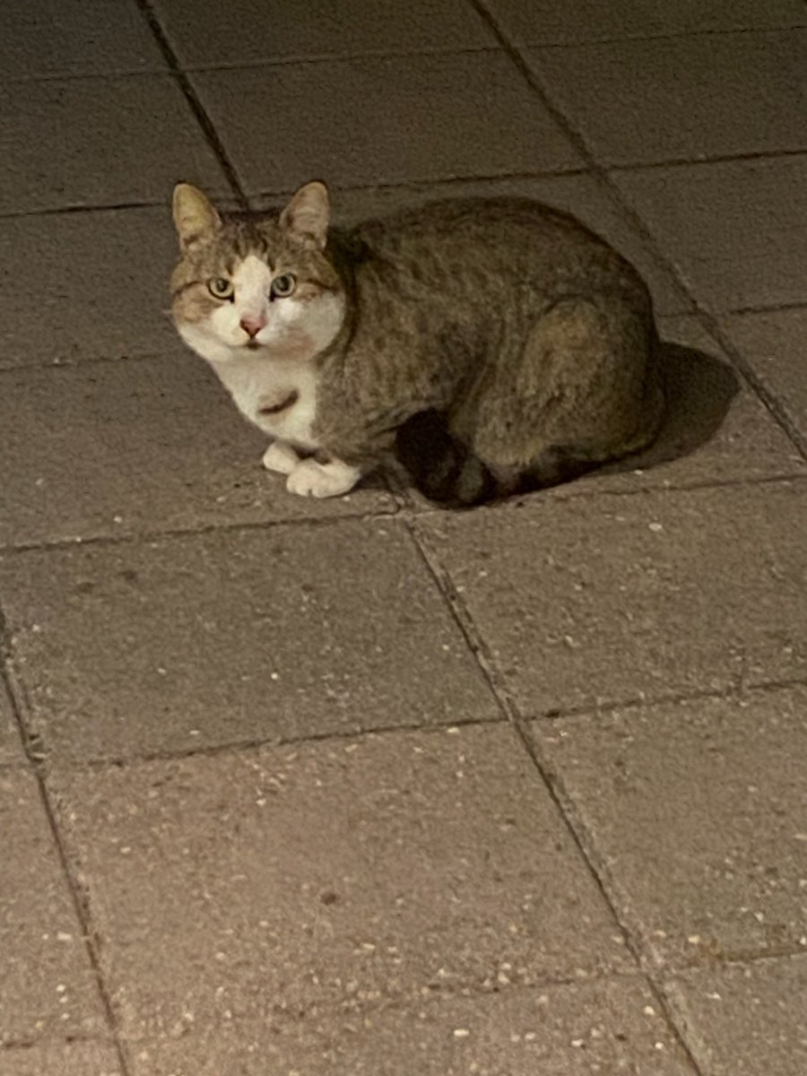 This cat has been coming to my house since she was a kitten. I make sure she has food every night. For months and months I’ve tried everything to catch her. I named her Pretty Face. Last night I got about a foot from her. She lives in the woods behind my house. If I can ever