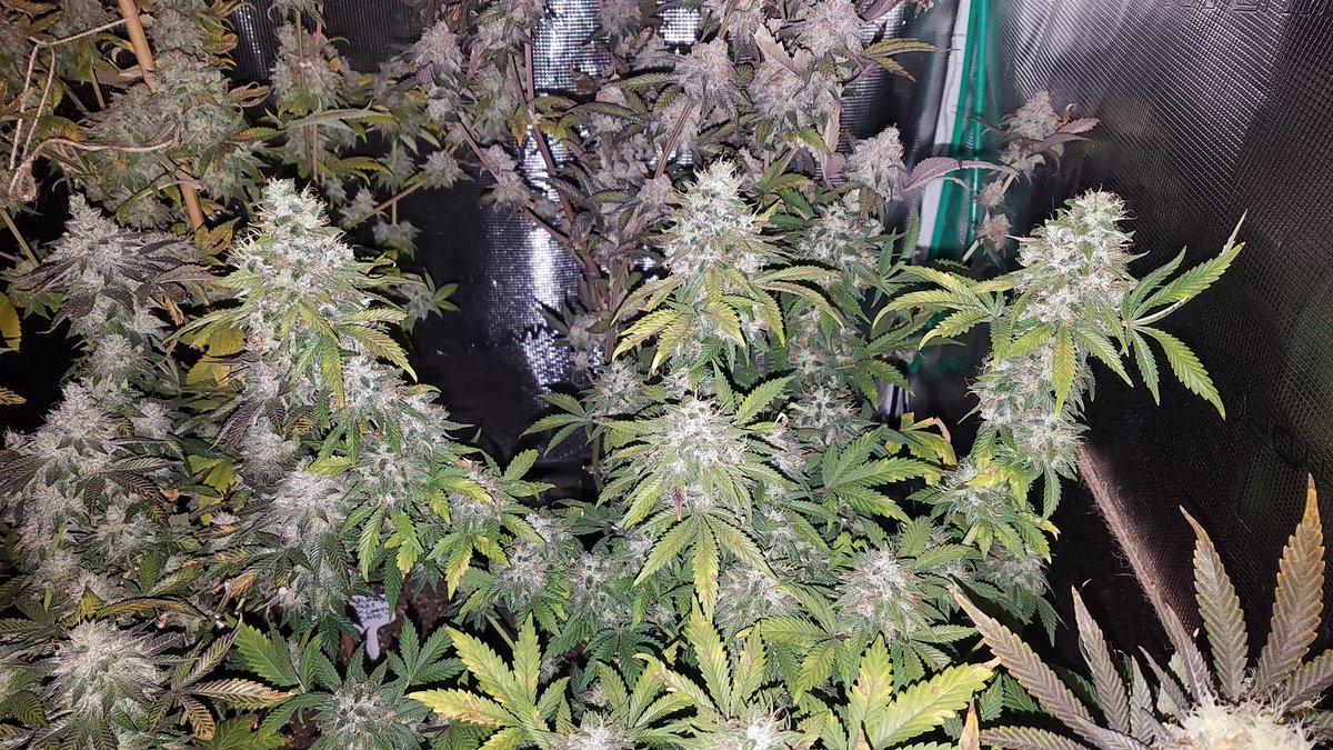 VegHand's tweet image. I get so excited when I look at these! I could chop a few but 1 more week. They'll bulk up and amber up. Some go another month for max potency and yield. Great tastes in here.