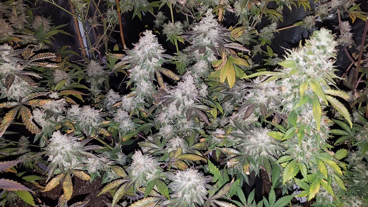 VegHand's tweet image. I get so excited when I look at these! I could chop a few but 1 more week. They'll bulk up and amber up. Some go another month for max potency and yield. Great tastes in here.