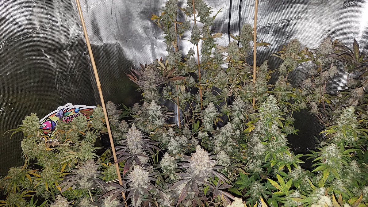 VegHand's tweet image. I get so excited when I look at these! I could chop a few but 1 more week. They'll bulk up and amber up. Some go another month for max potency and yield. Great tastes in here.