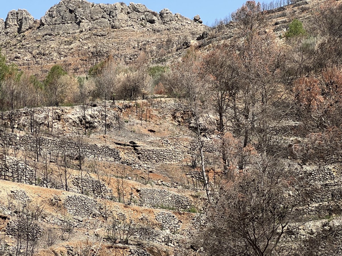 Join us in Cáceres, Extremadura. Forest fires are part of nature!!! firecongress.eu/sessions-2024/ #fire #forest #extremadura ⁦@BarrenaJesus⁩ ⁦@manpufer⁩