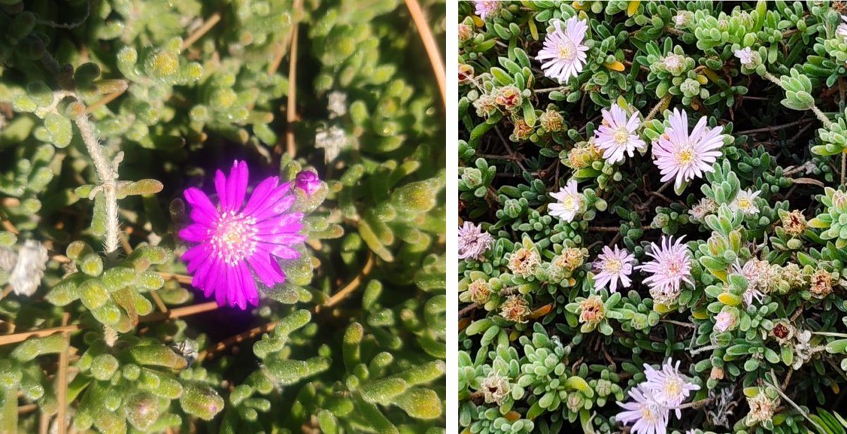 Torna la #PLANTADESTACADA amb el 🌸 drosantem 🌸 una espècie de Sudàfrica que sembla estar en expansió a la costa mediterrània catalana 🤔 I per què? Descobreix-ho aquí 👉 lifemedcliffs.org/la-planta-dest…