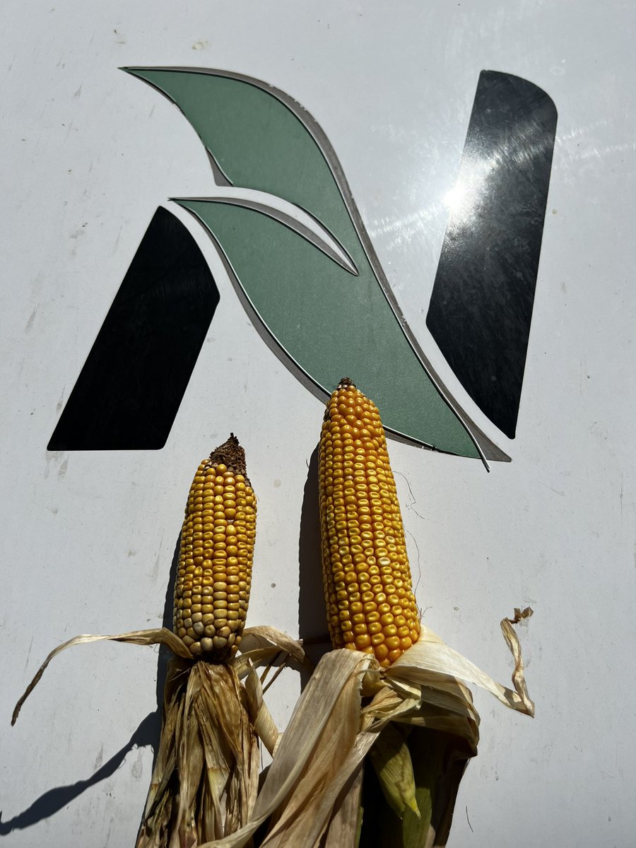 Síntomas foliares, espigas múltiples, reducción de entrenudos. Si llegaba 30 días antes tal vez no teníamos cultivo. Gracias chicharrita
#Dalbulusmaidis #spiroplasma