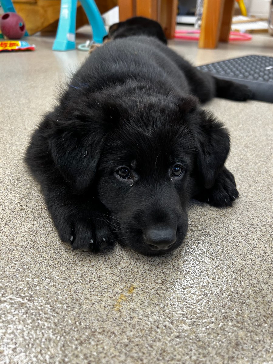 Puppy eyes... ACTIVATE!!! VD: 6-week-old pup laying down with head on ground and looking to the right of camera with puppy eyes.