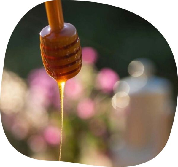 Parece evidente que la miel justo eso, miel , pero no. La de #Apimara es 100% pura, sin adulterar con glucosa u otras mieles. ¡Prueba esta delicia burgalesa! 🍯🐝 ¡No esperes más! 😉 🛒 apimara.com