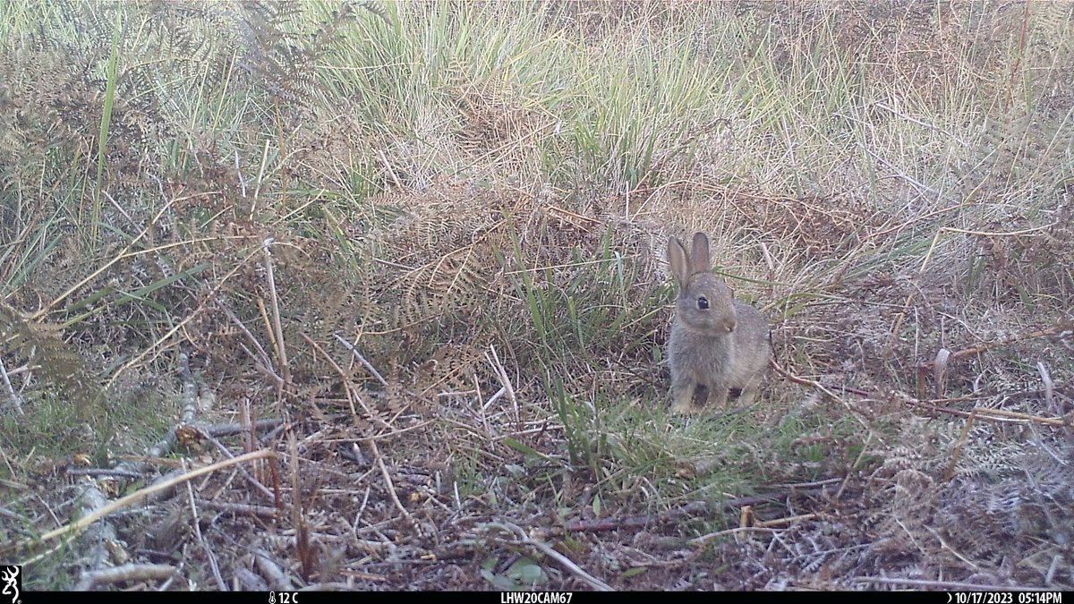 Wishing everyone a Hoppy Easter this weekend! What better time of year to share this ridiculously cute bunny, which is seriously tugging at our heart strings! 🐰 📸 Chobham Common, @NetworkRailSE @InstantWild @OfficialZSL @ZSLScience