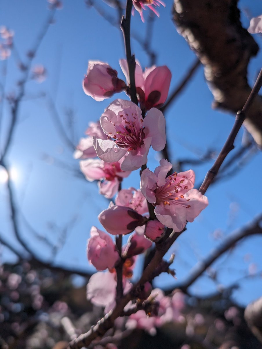 Well, this is a remarkable holiday, and we're not even a third of the way through! 🌸 Japan so far exceeds expectations! 🇯🇵 And the food! 🤤, so much 🍙🍜🍡🍶!!