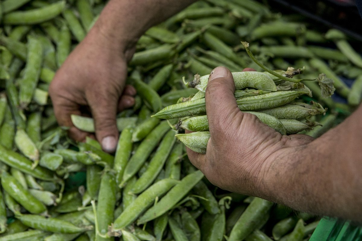 FAO is now hiring❗️a P4 #Nutrition & #FoodSystems Officer (Nutrition & Resilience)💼
Interested candidates, who meet the recruitment requirements, are encouraged to apply.
👉Job details: bit.ly/3VUBhRx
⏰Deadline: 16 April📆
#nutritionjobs