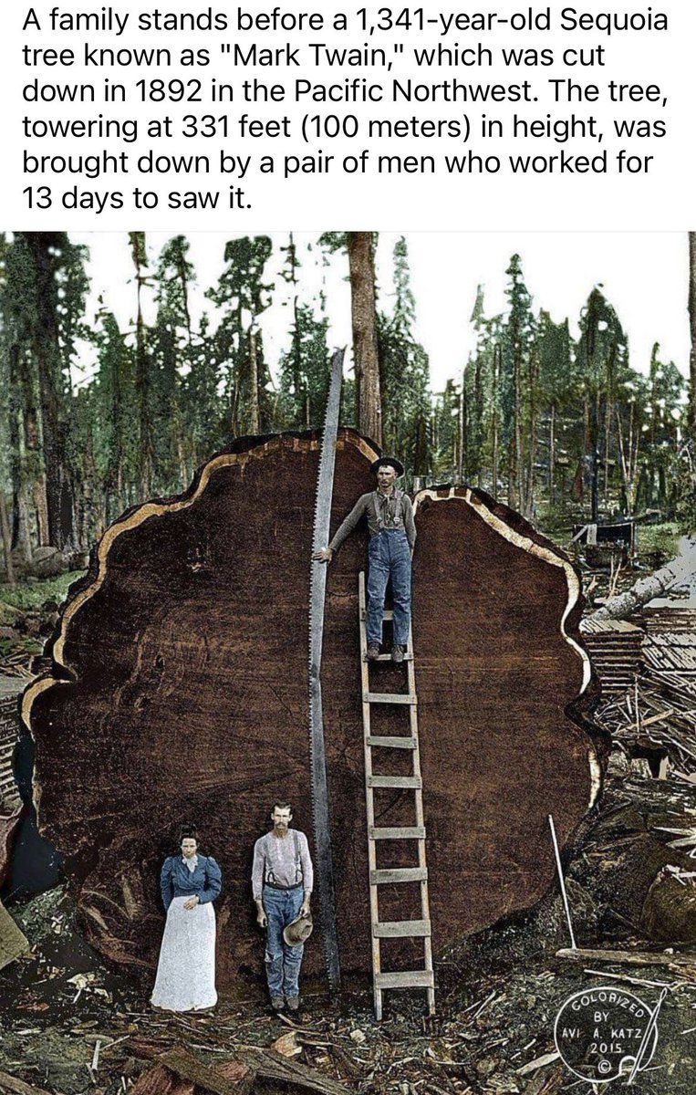 Save Maghera Park (@savemagherapark) on Twitter photo We have 2 of these gentle Giants 🌲🌲. One day photos like these will be as repulsive as ones taken with dead Tigers. Our children’s children will know. #MagherAmazing <a href="/MidUlster_DC/">Mid Ulster Council</a> <a href="/deptinfra/">Department for Infrastructure</a> @luhc <a href="/sinnfeinireland/">Sinn Féin</a> <a href="/duponline/">DUP</a> We have 2 of these gentle Giants 🌲🌲. One day photos like these will be as repulsive as ones taken with dead Tigers. Our children’s children will know. #MagherAmazing <a href="/MidUlster_DC/">Mid Ulster Council</a> <a href="/deptinfra/">Department for Infrastructure</a> @luhc <a href="/sinnfeinireland/">Sinn Féin</a> <a href="/duponline/">DUP</a>