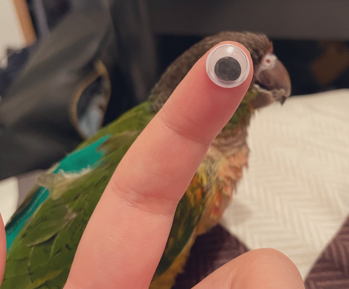お目目👀

#インコ
 #ウロコインコ