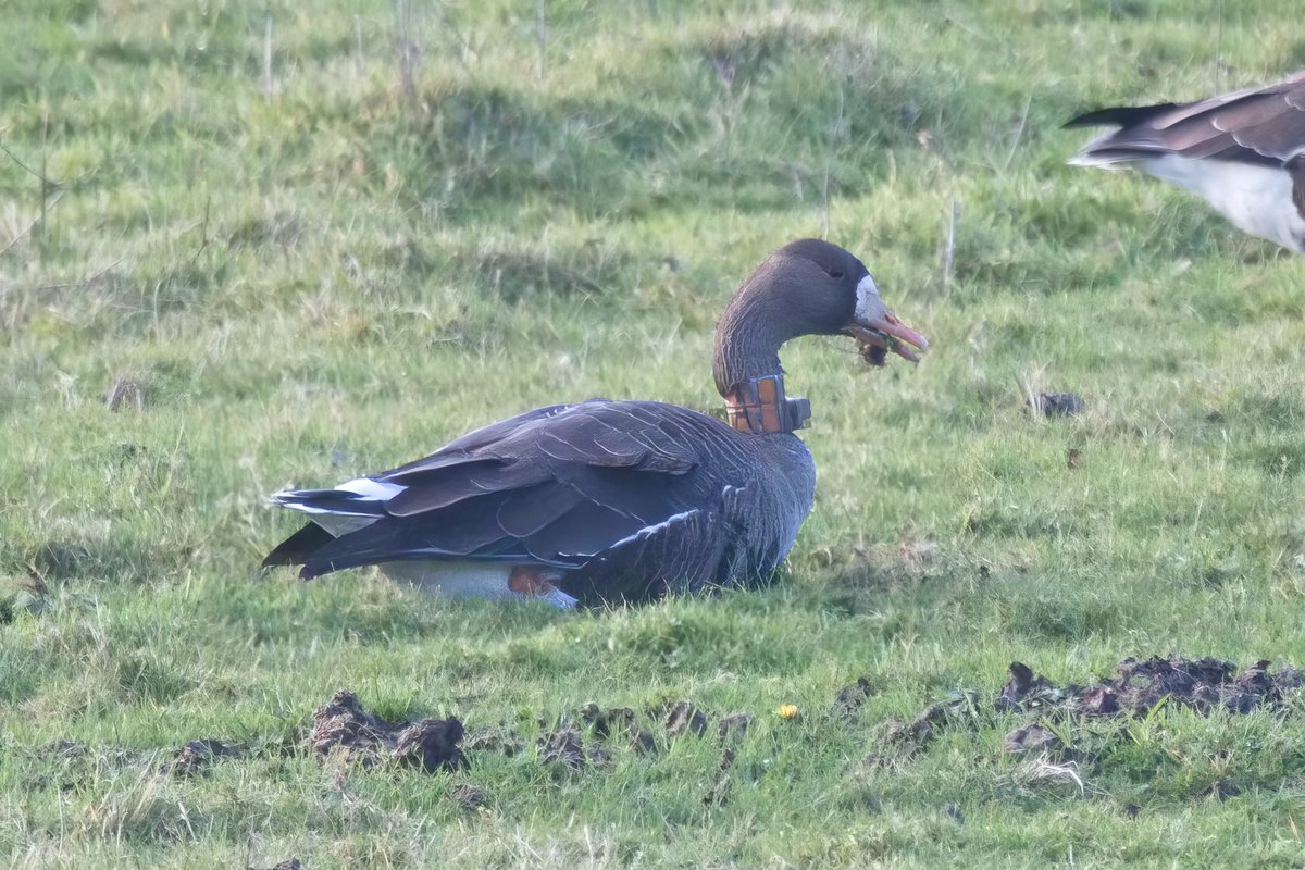 Dr Callum Macgregor tweet media