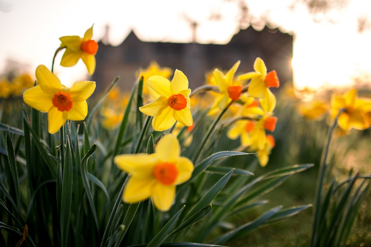 As the sun goes down, the daffodils illuminate Anne Boleyn's Orchard 💛 #HeverCastle