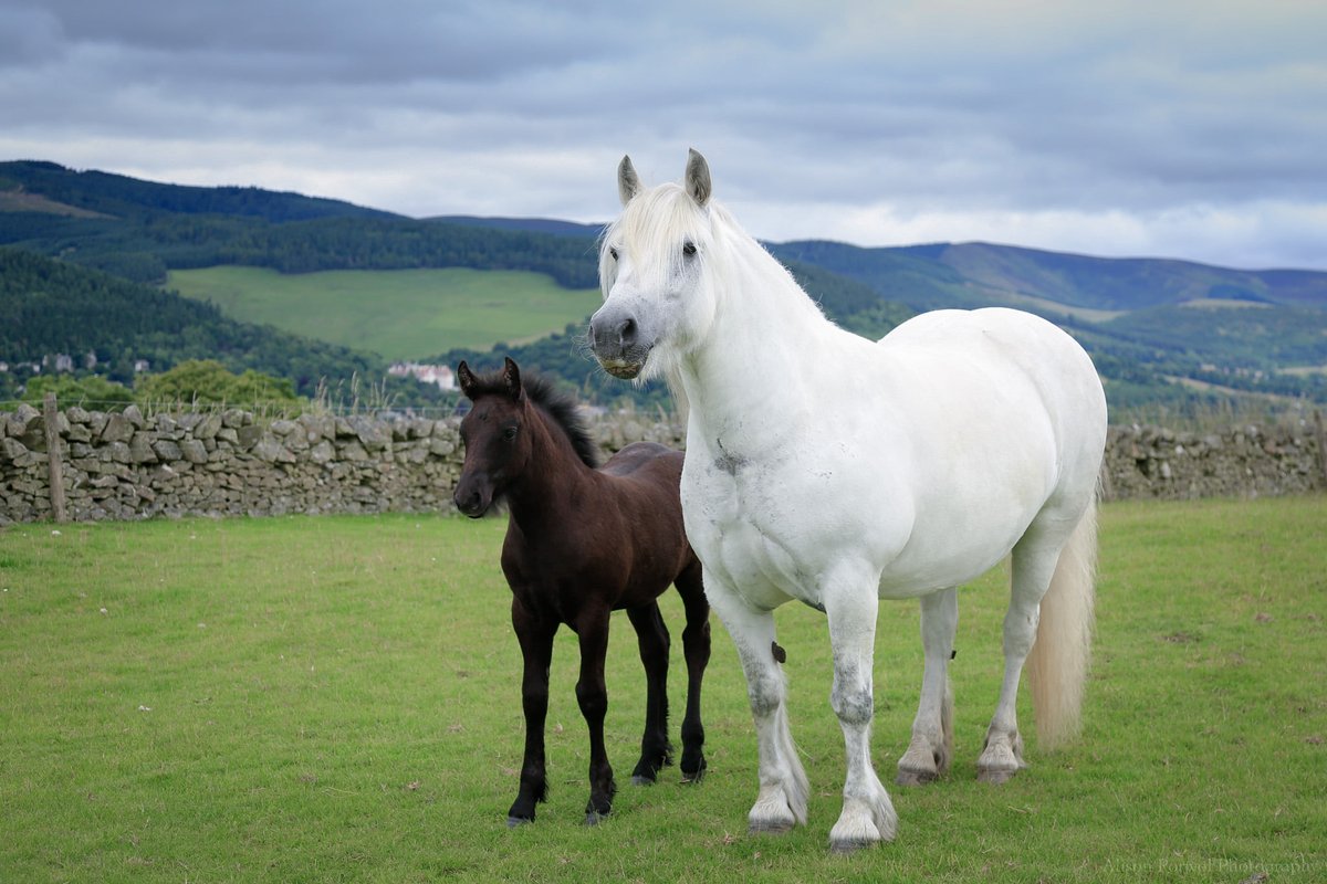 Grass Sickness Fund (@grasssickness) on Twitter photo Research Unbridled! Tackling Grass Sickness. Welfare Wednesdays Webinar by <a href="/HorseCharity/">World Horse Welfare</a> with <a href="/MoredunComms/">The Moredun Foundation</a> Weds 10th April 7pm Free tickets, register here: worldhorsewelfare.zoom.us/webinar/regist… Research Unbridled! Tackling Grass Sickness. Welfare Wednesdays Webinar by <a href="/HorseCharity/">World Horse Welfare</a> with <a href="/MoredunComms/">The Moredun Foundation</a> Weds 10th April 7pm Free tickets, register here: worldhorsewelfare.zoom.us/webinar/regist…