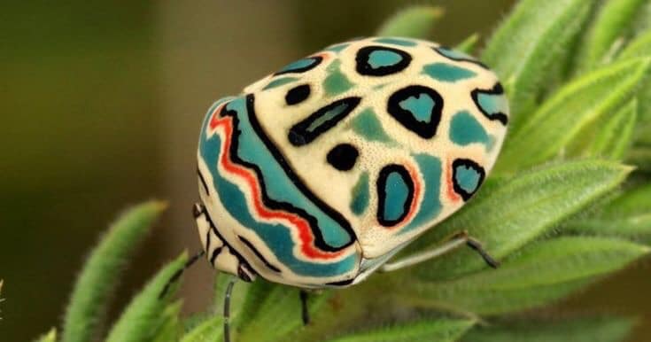 freemonotheist's tweet image. #NoDesign🙄 This is a Picasso Bug and it&apos;s a real animal