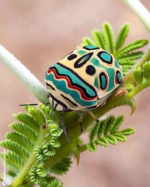 freemonotheist's tweet image. #NoDesign🙄 This is a Picasso Bug and it&apos;s a real animal
