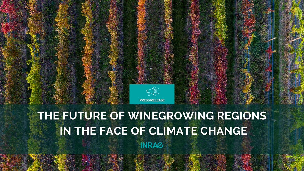 #PR_INRAE How will climate change affect wine production? A new study analyses trends to come in winegrowing regions worldwide in the face of global warming between +2°C and +4°C by the end of the century. A study published in @NatRevEarthEnv ➡️url.inrae.fr/3vz6I8U