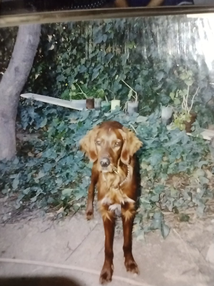 Hugomeromero's tweet photo. @derechoso__ El mero-mero estuvo conmigo 12 años, ya hace como 10 que se fue....cada día lo extraño más!!! Una hermosura el Setter https://t.co/xi4npvBiIl