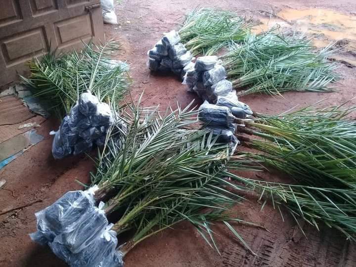 Masih ready
Biji kurma barhee Thailand
50 biji 325rb
Biji kurma KL1 Thailand
20 biji 295rr

Bibit kurma 3bln harga 50rb

Bibit kurma ajwa usia 6 bulan
Harga perbibit 150rb

Bibit kurma ajwa usia 1,5 tahun
Harga perbibit 250 
Wa 087758802926