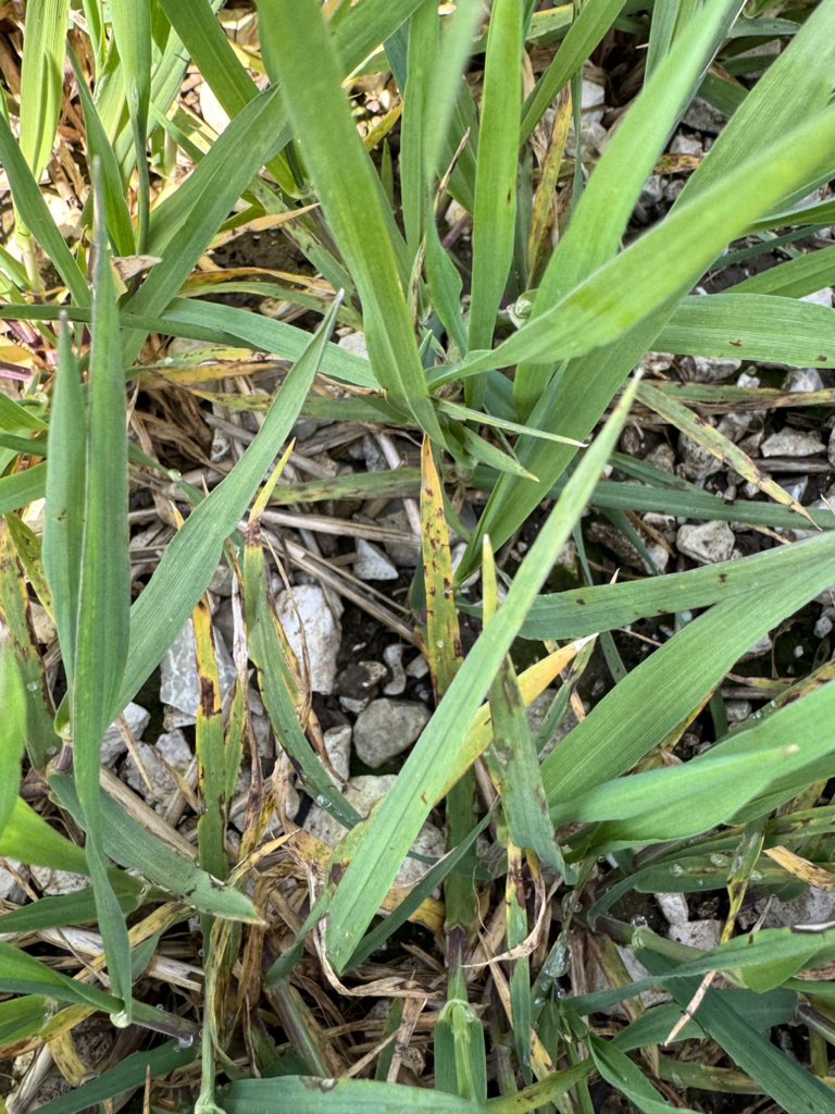 ADAS_Mowthorpe's tweet photo. Good levels of disease seen in one of our trial winter barley fields this year!🌾 #arable #uktrials https://t.co/War00T731e