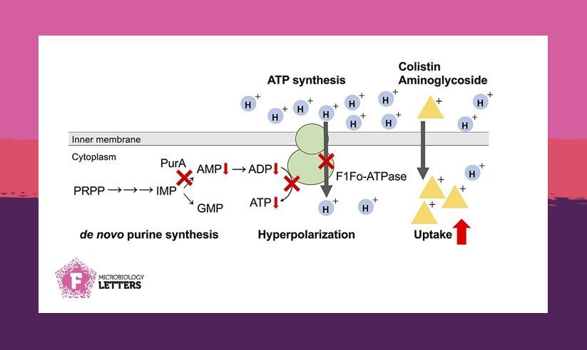 FEMSmicro's tweet photo. E. coli is the species attributes to the most antimicrobial resistance-related deaths worldwide! 🦠💊☠️🌎
Kano et al. investigate how the purA gene could be involved in resistance to the crucial last-resort #antibiotic #colistin. #FEMSMicrobiolLett #AMR
https://t.co/u0l38eGX9i https://t.co/xECAizxzEw