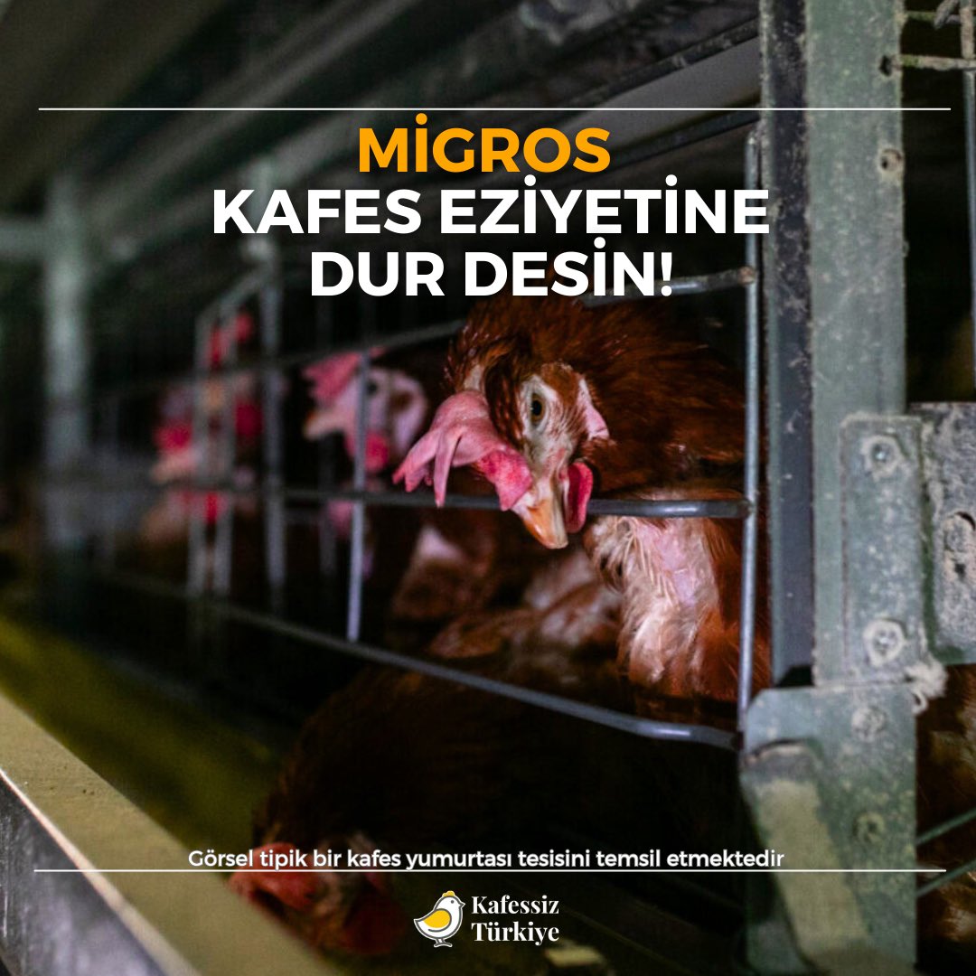 Migros raflarında, çağ dışı endüstriyel kafeslerden gelen yumurtalar satılıyor. Yumurtası için kafese hapsedilen bir tavuk, ömrü boyunca toprağa basamıyor. Temiz hava soluyamıyor. Migros’la aynı fiyat ve kalite bandındaki Metro, CarrefourSA gibi marketler, kafes yumurtası…