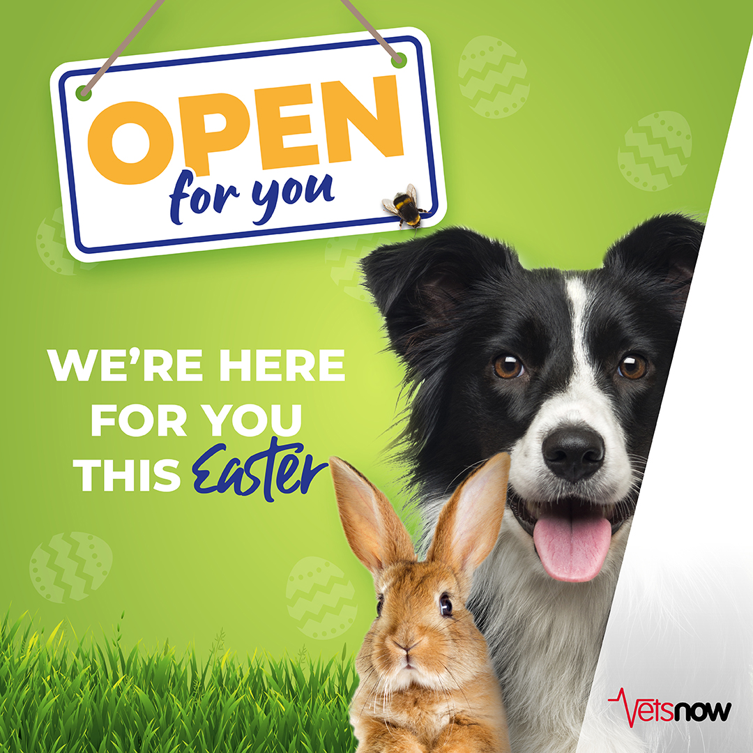 This a reminder that we're here for you this Easter bank holiday weekend. Emergencies can strike any time when your regular vet's practice may be closed, so whatever springs up, our teams will be on hand to help. 🐣🌼 Find your nearest clinic here: bit.ly/3TMMoKC