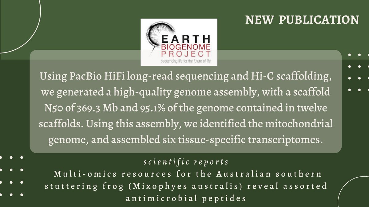 Did you know...up to 90% of frog genera have no genomic or transcriptomic data. Here, we assemble the first genomic and transcriptomic resources for the recently described southern stuttering frog (Mixophyes australis). Read more here doi.org/10.1038/s41598…