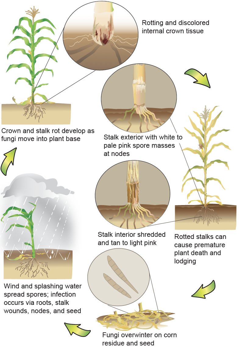 The disease-causing fungus Fusarium can survive the winter in crop residue. This pathogen is associated with crown rot in corn. Find out more at cropprotectionnetwork.org/publications/f…

From @alisonrISU @cropdoc08 @tjcksn @baldpathologist @ccecornell @MandyBish1 @MartinChilvers1 @PACropDoc…