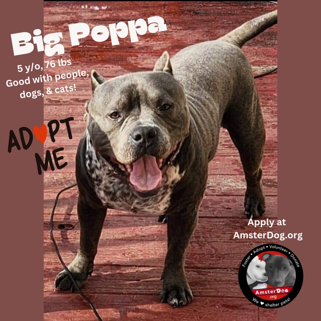 🐾 gentle giant BIG POPPA (Fka Violet) 5 y/o, 76 lbs 'Dream Dog' Good with: ✅️ dogs ✅️ cats ✅️ all people 👉 Apply at AmsterDog.org #amsterdog #amsterdogrescue #bigpoppa #adopt #adoptme #AdoptDontShop