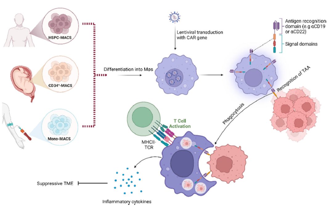 The roles played by macrophages in mantle cell lymphoma, and plans to weaponize them as CAR-macrophages for its treatment, are reviewed by Nylund et al. from Uppsala Univ; tinyurl.com/CAR-Mphage
