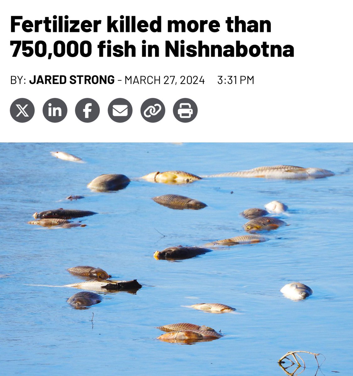 A synthetic nitrogen fertilizer spill just annihilated all aquatic life—fish, frogs, snakes, mussels, earthworms—on a 60-mile(!) stretch of river in Iowa There is no “green” version of this. “Clean” energy doesn’t fix it. Industrial agriculture is incompatible w/ life on Earth