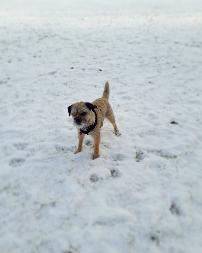 Very jealous of all the areas in the UK that have snow right now. For today's Throwback Thursday this is when it came to Prestwich, Manchester on the 5th of April 2021 - so Heidi's not giving up hope yet as there's still time! ☃️ #Easter #btposse