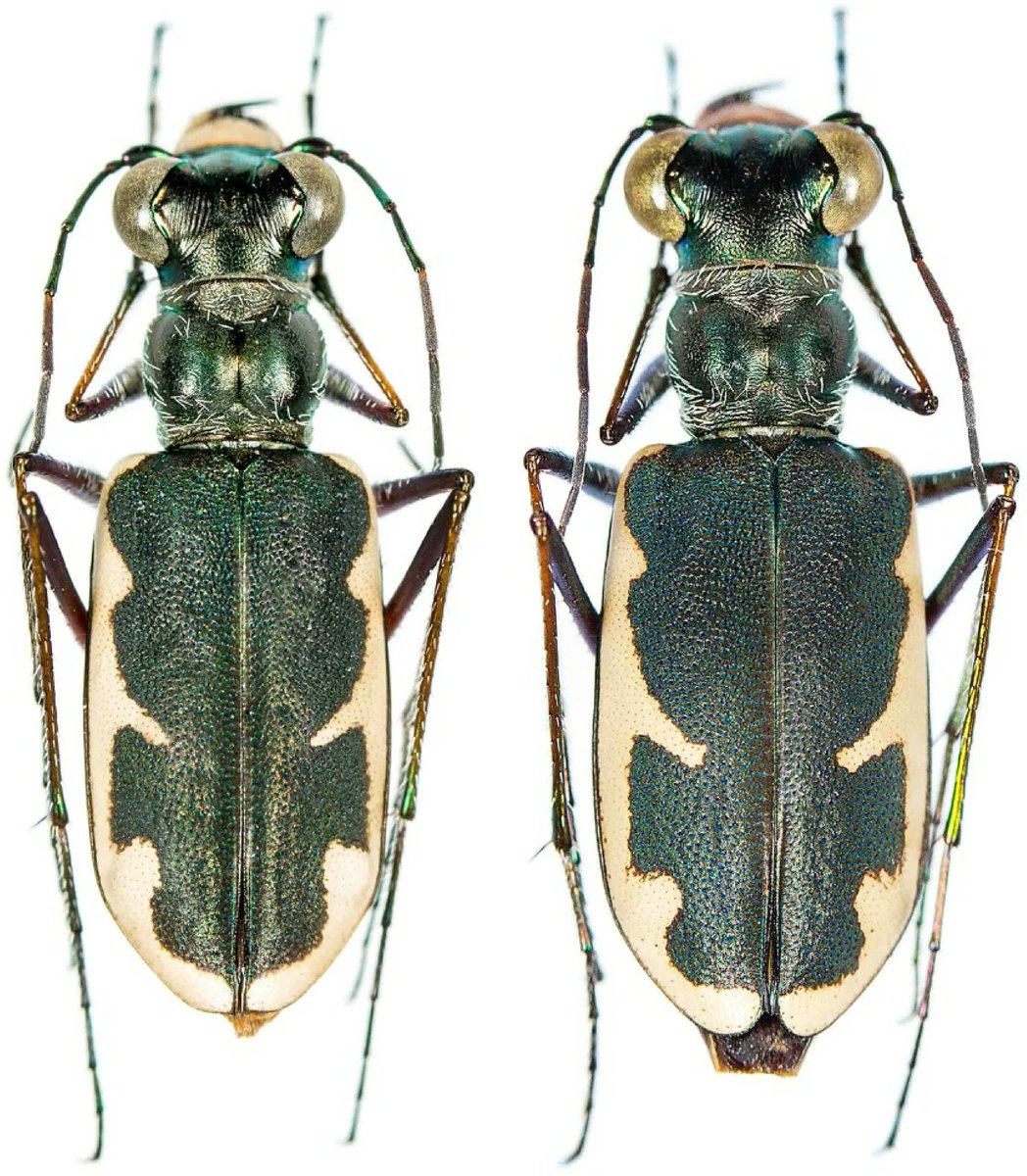 Dear World - Meet the Eunota houstoniana! A #NewSpecies of tiger beetle discovered & described from the region around Houston, Texas. @SciReports #biodiversity
