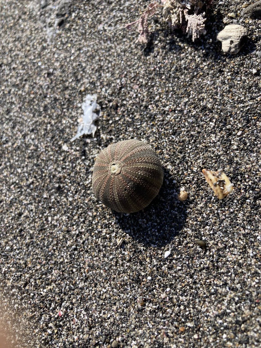 M2221363498790's tweet photo. その2

4枚目：季節外れなアブラゼミの抜け殻
　　　  (ほんとになんで😂？)

5枚目：初タコノマクラ！

6枚目：初ニッポンコシダカウニ！

7枚目：初ミスガイ！！
　　　  (めちゃめちゃ嬉しかったな〜☺️)

#ビーチコーミング #三浦半島 #貝 #うに https://t.co/XS0KKMXvgx