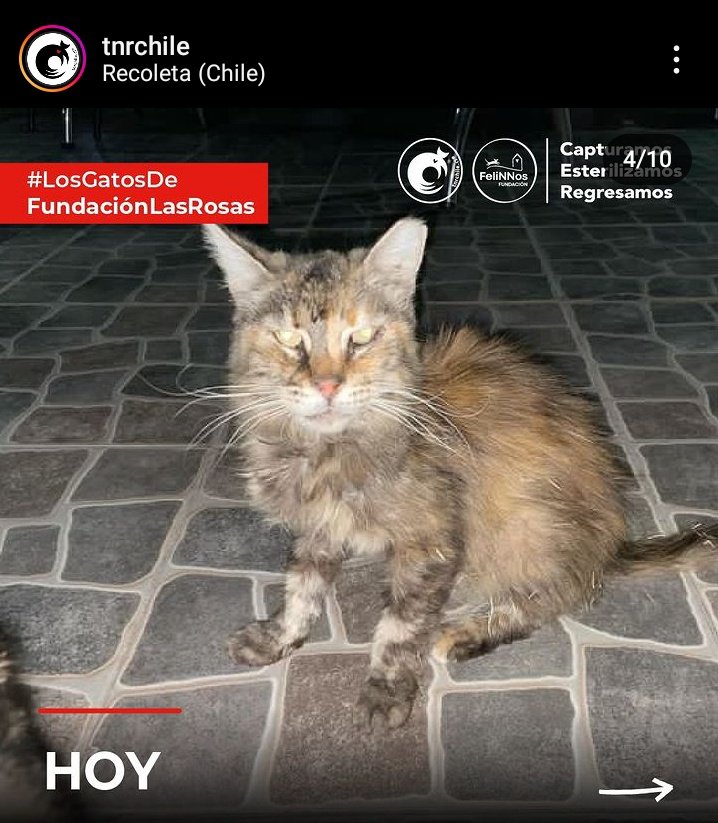 🚨ME AYUDAN A DIFUNDIR, para que a las monjitas hipócritas les arda más?
 La <a href="/FundLasRosas/">Fundación Las Rosas</a> esta haciendo todo lo posible para ELIMINAR a una colonia de gatos ferales q habita en calle Maria Graham #527, negándoles comida y agua
La <a href="/Muni_Recoleta/">Municipalidad de Recoleta</a> ya esta en conocimiento <a href="/ffelinnos/">Fundación Felinnos - TNR Chile®️</a>