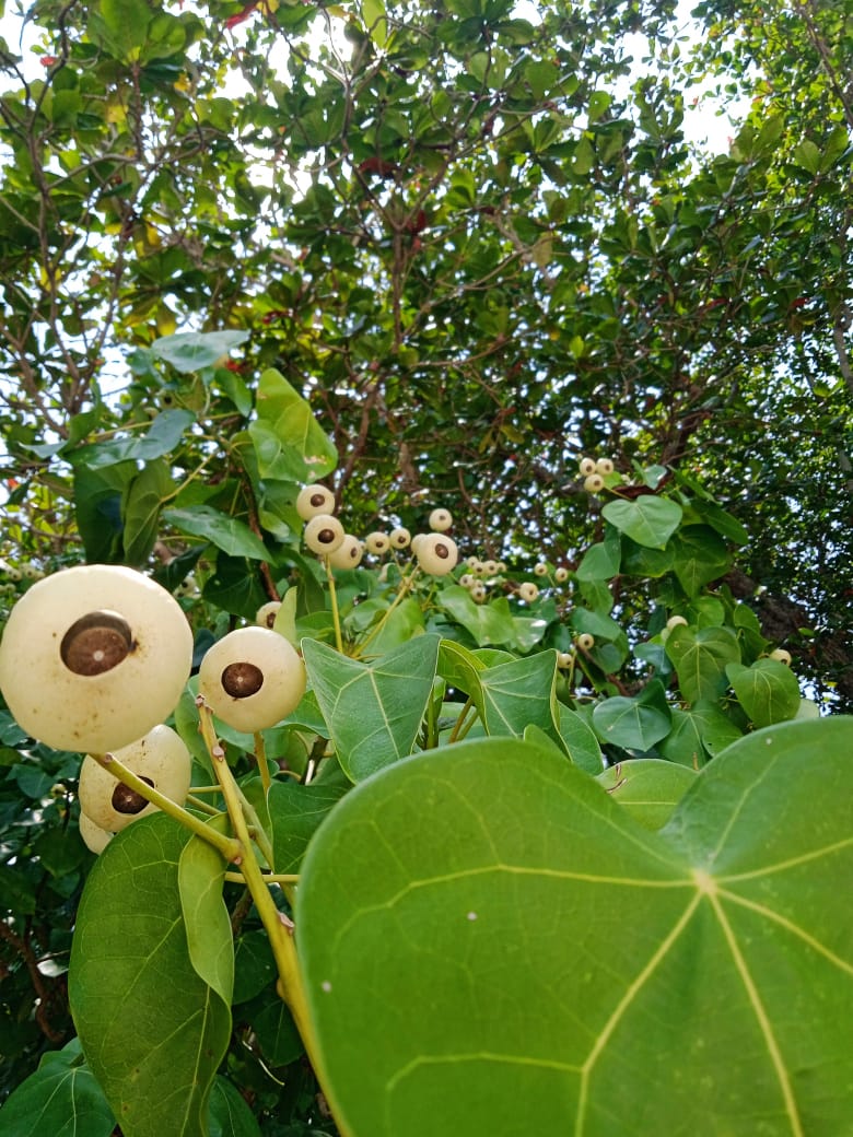 A hundred eyes stare back at us from this stunning lantern tree! #Shorelife