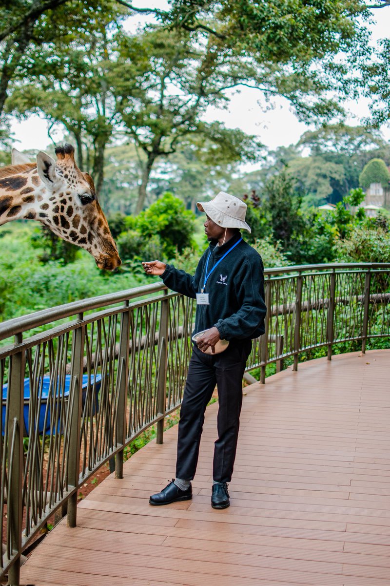 🐰 Wishing everyone a joyous Easter holiday! 🌷 Remember, the Giraffe Centre will be open from 9am to 5pm throughout the holidays. Come visit these majestic creatures! #Easter #GiraffeCentre #HolidayHours