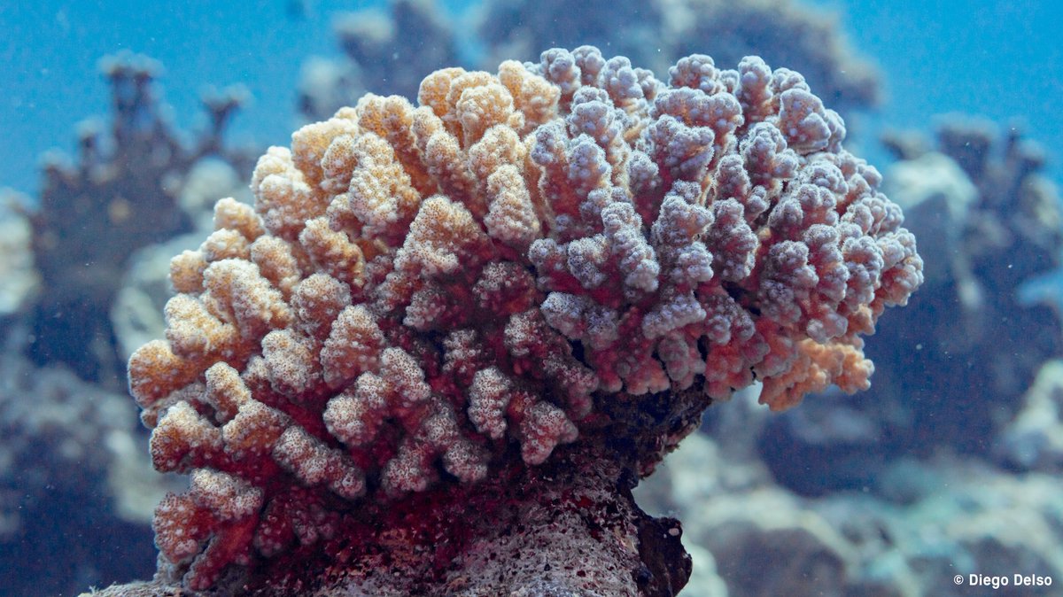 Bedroht Mikroplastik unsere #Korallenriffe?🪸 Erfahre im neuen Beitrag von @jlugiessen, wie #Mikroplastik die empfindlichen Ökosysteme beeinflusst. Soviel vorab: Plastikmüll gehört nicht in die Umwelt! 🌊🚫quer-feld-ein.blog/finden/mikropl…