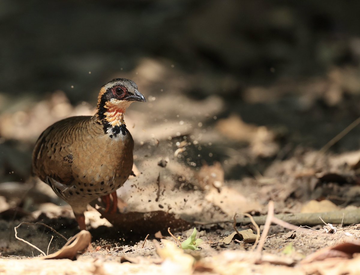 This image of the near-endemic Orange-necked Partridge (#BirdsSeenIn2024) with its tri-coloured black, grey and orange head was photographed earlier today here in #Vietnam as the #bird was dislodging the topsoil in its search for food [BirdingInChina.com].