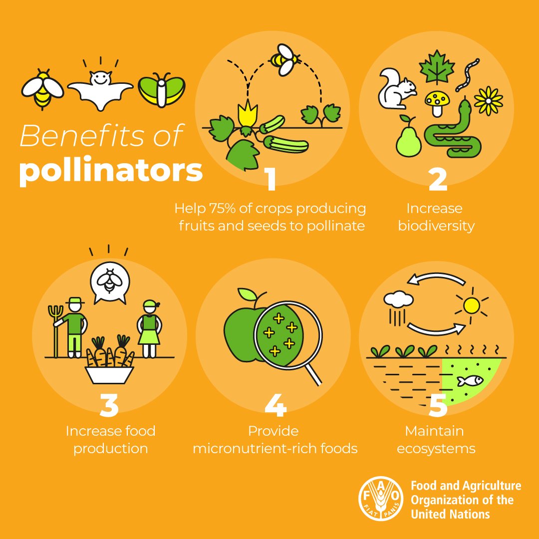 Today and every day, let's recognize the essential contributions of bees and other pollinators, including: 🍎 Increasing #biodiversity 🌱 Maintaining ecosystems 🐝 And more! Via @fao #SavetheBees