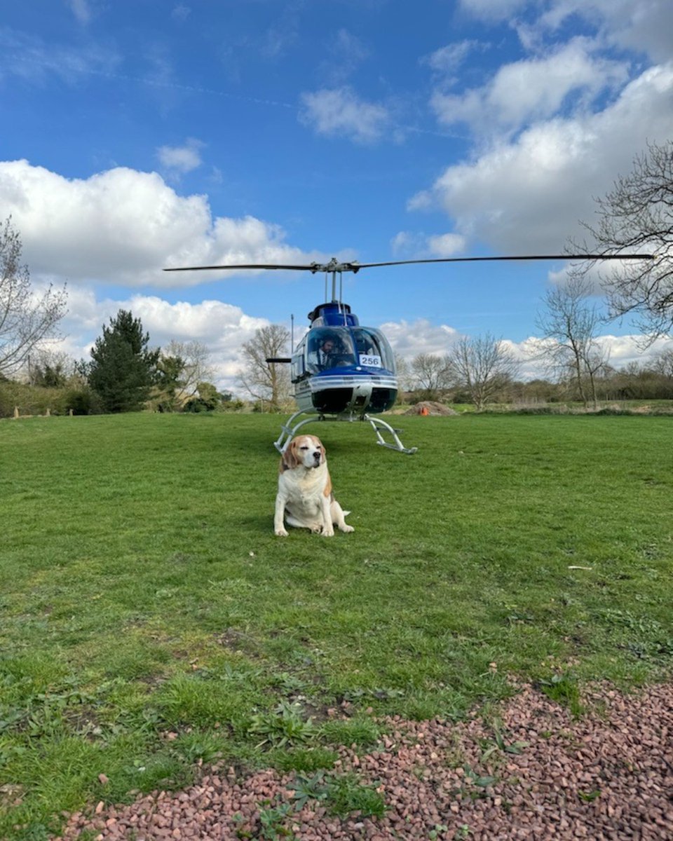 Sniffing out an adventure in the sky, this pawsome passenger had a fur-tastic flight on board this Bell 206. Joe from #ACSLON ensured Charlie, this adorable beagle, had a re-bark-able time flying from Lincolnshire to Gloucestershire with his owners - bit.ly/3EWpoRV