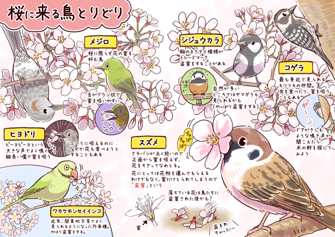 桜が咲くといろんな野鳥もやってきます。この季節、花見をするついでに「鳥見」も一緒にいかがでしょうか?#野鳥観察 