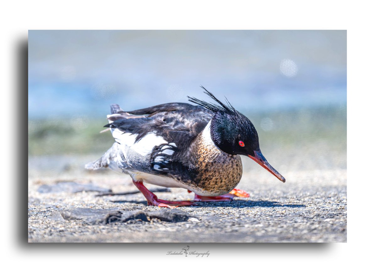 fmgck184's tweet photo. +場所を移動してまた寝ます😮
🦆ウミアイサ(♂)Red-breasted merganser
#MergusSerrator #best_birds_photography #best_birds_of_world #planetbirds #kings_birds #pocket_birds #bird_brilliance #bird_captures #birdfreaks #yourshotphotographer #wildlifeonearth 20240327 小春日和 https://t.co/ocbzxkcFdb