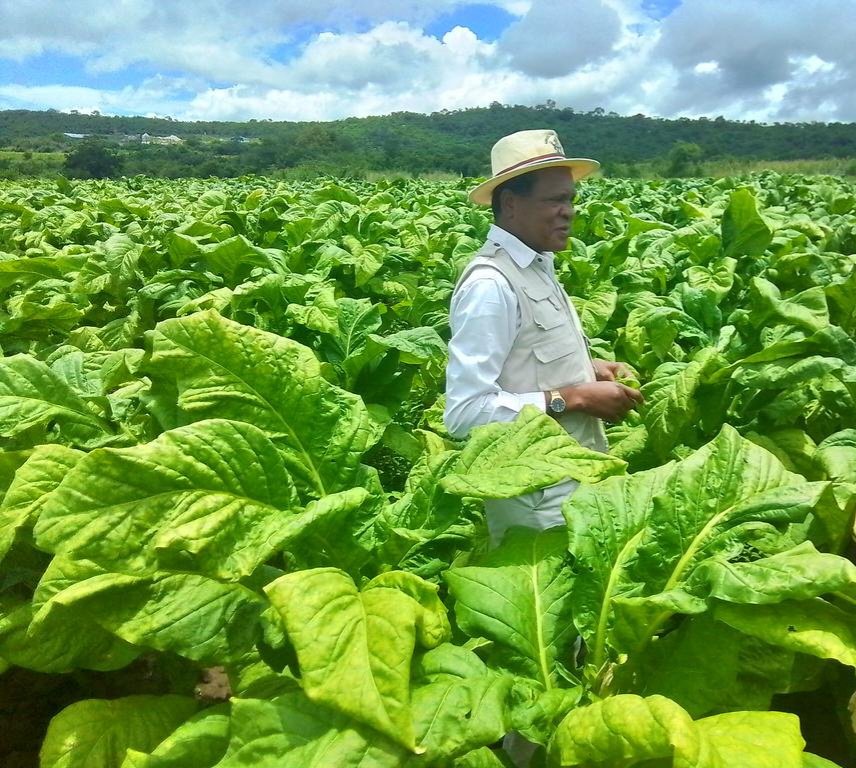 MoLAFWRD_Zim's tweet photo. The Tobacco Value Chain Transformation Plan was launched  in 2021 to provide a roadmap  for increased production to 300million kg annually  ,and to enhance value addition  and beneficiation from 2% to 30%, while building a USD  5 billion industry by 2025.
#AFSRTS https://t.co/Pi2vM4h8yA