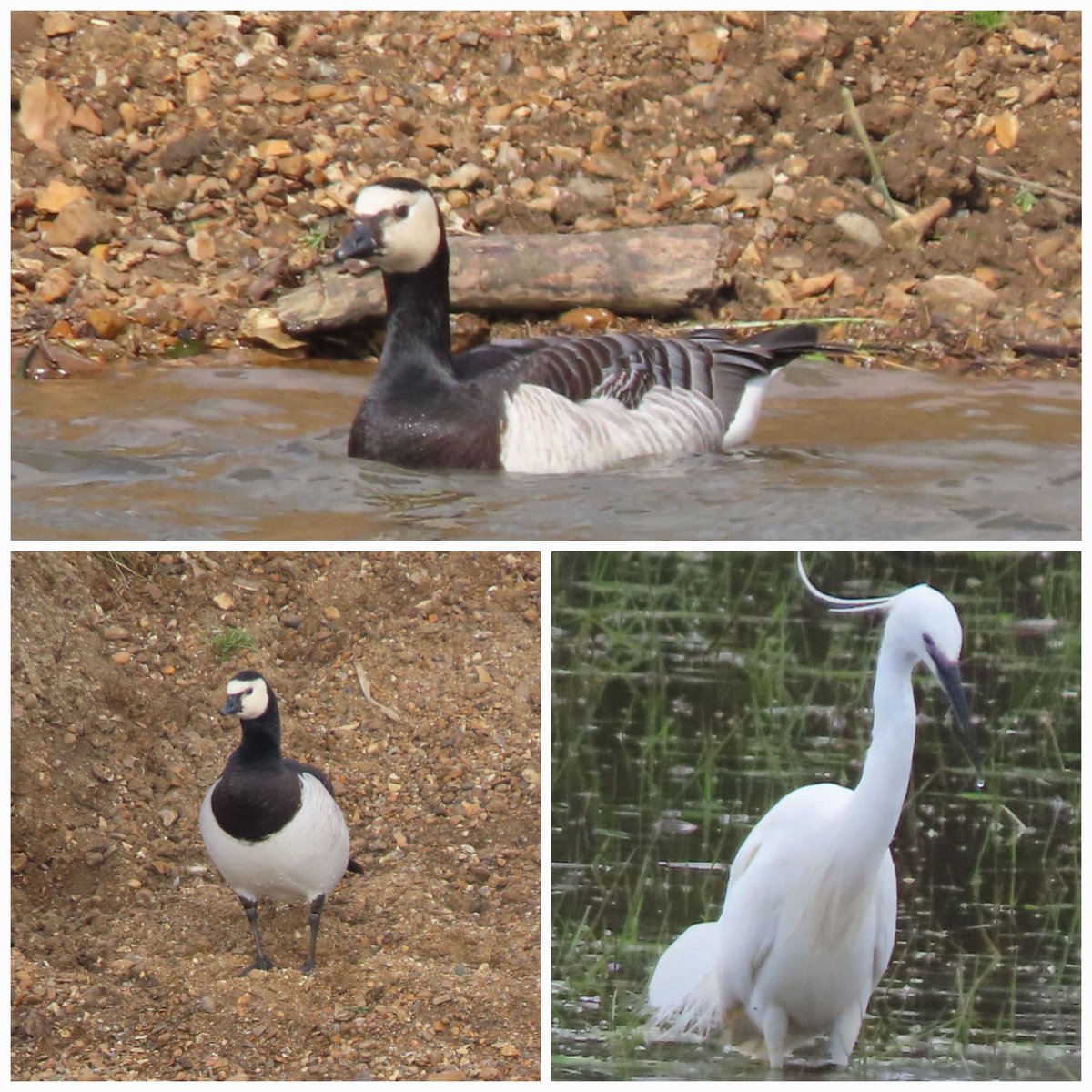 Is this a barnacle goose on the riverbank at RSPB Fen Drayton this morning? Only seen them once before at Minsmere, so this is a first locally for us if it is. Also, lovely views of elegant egrets all around the lakes today.@CambsBirdClub @Natures_Voice