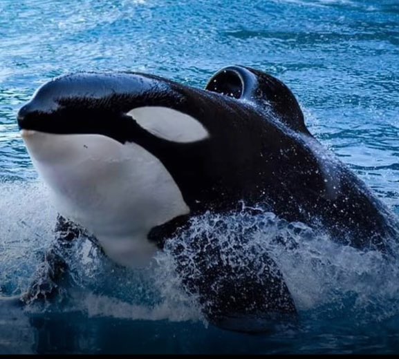 BREAKING: Inouk, a 25 year old captive male orca has died at Marineland, France. Details to come. #RIP